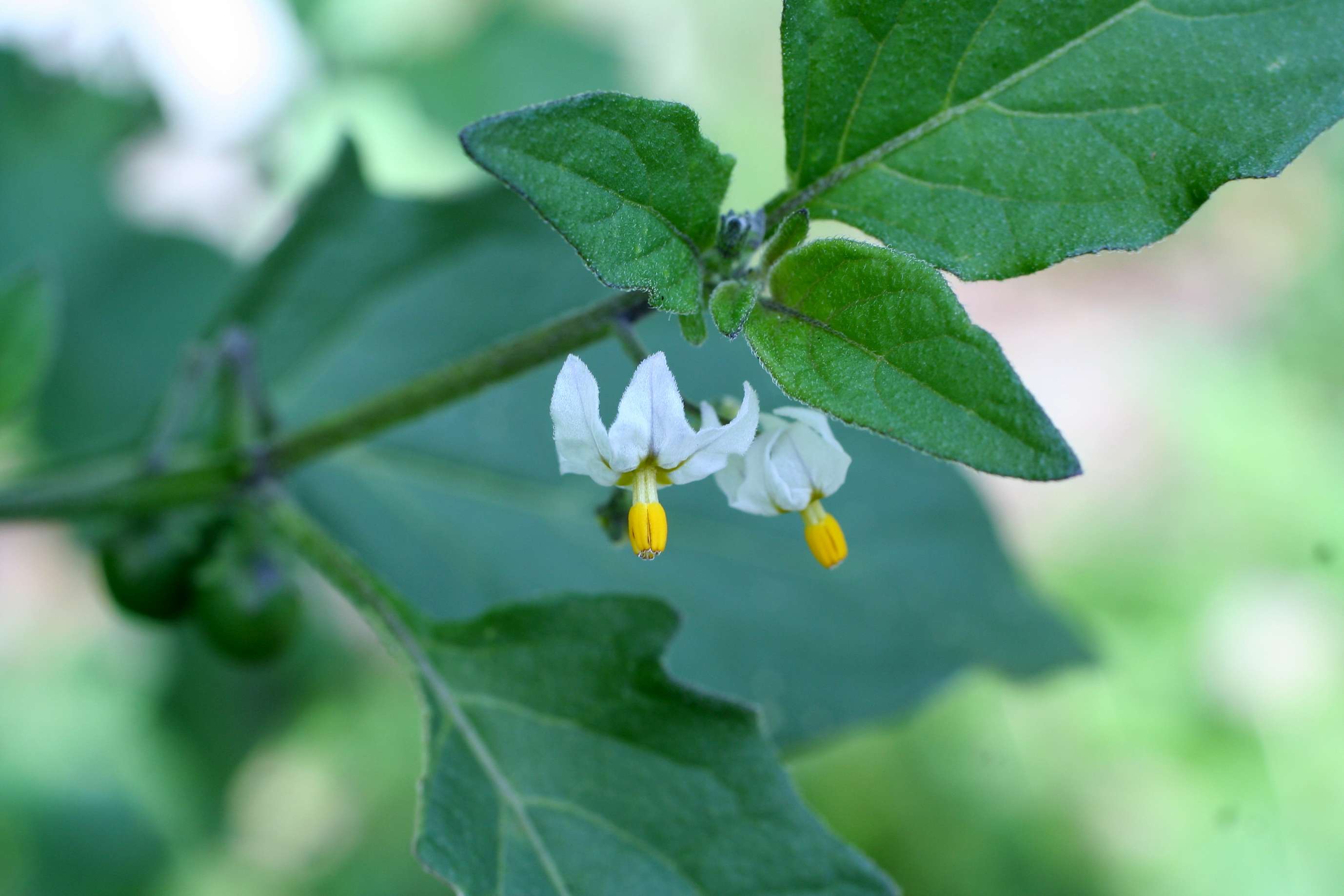 Serve il vostro aiuto - Solanum nigrum e villosum